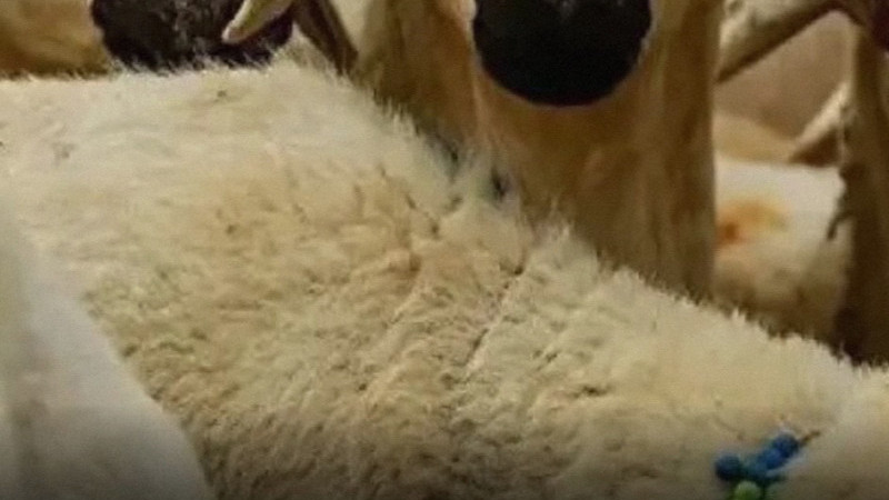 Kurban Bayramı’nın ardından elinde kurbanlık kalan üreticiler için destek kararı alındı.