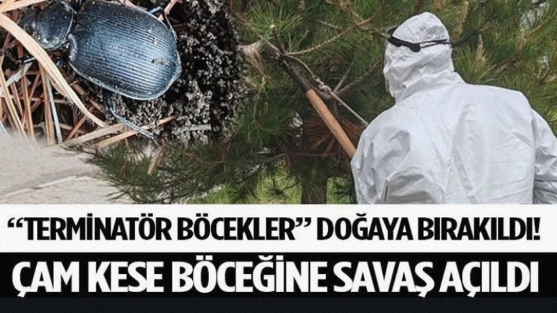 Terminatör Böcekler” Doğaya Bırakıldı! Çam Kese Böceğine Savaş Açıldı: