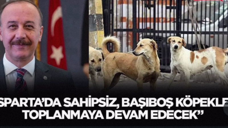 Isparta’da sahipsiz, başıboş köpekler toplanmaya devam edecek”