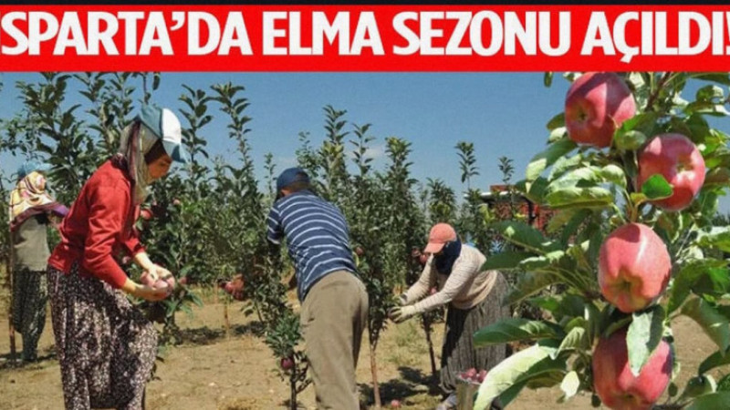 Isparta’da Elma Sezonu Açıldı! Hasat Başladı