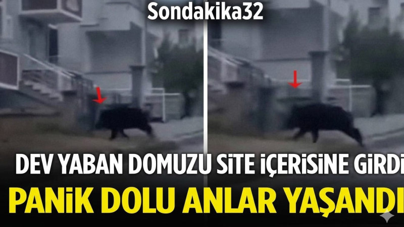 Isparta’da Yaban Domuzu Paniği!