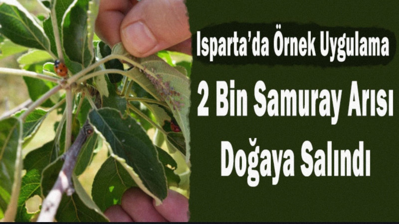 Isparta’da Örnek Uygulama: 2 Bin Samuray Arısı Doğaya Salındı