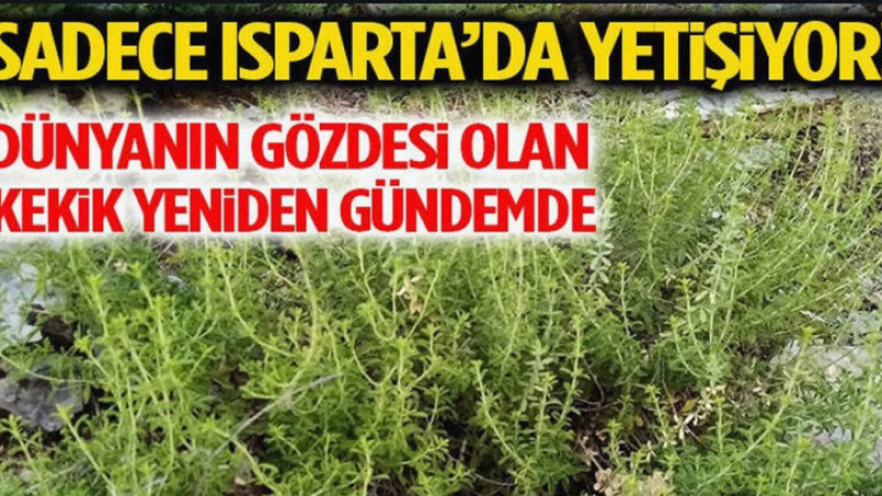 Sadece Isparta’da Yetişiyor! Dünyanın Gözdesi Olan Kekik Yeniden Gündemde